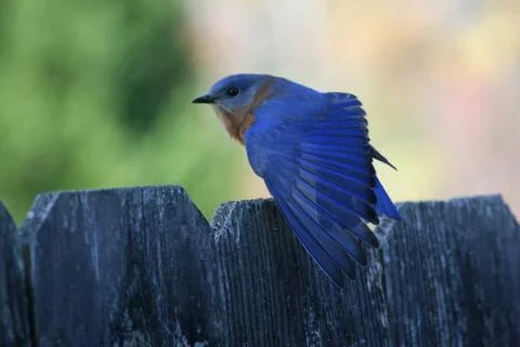 Bluebird Stock Photos