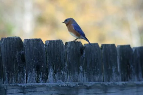 Bluebird Stock Photos