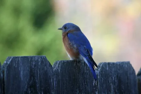 Bluebird Stock Photos