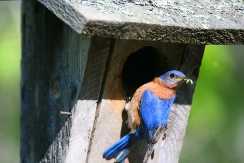 BLUEBIRD Stock Photos