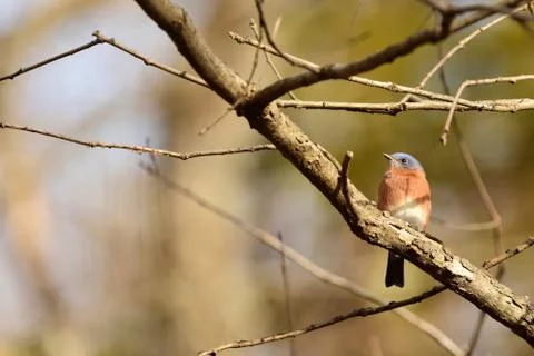 Bluebird Foto stock