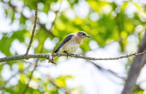 Bluebird Stock Photos
