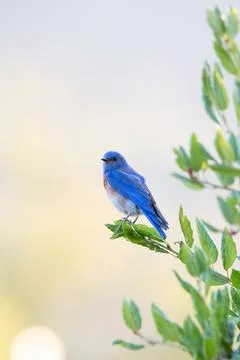 Bluebird Fotos de archivo