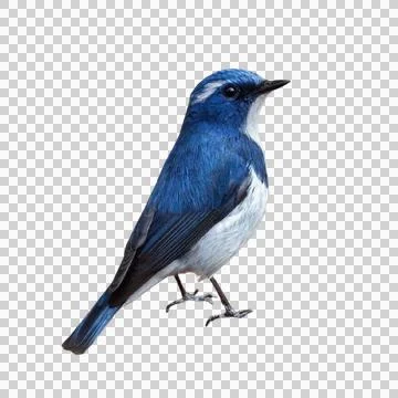 Bluebird Stock Photos