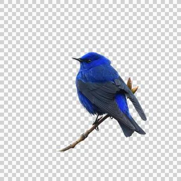 Bluebird Stock Photos