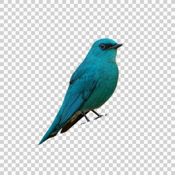 Bluebird Stock Photos