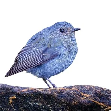 Bluebird Stock Photos
