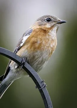 Bluebird Stock Photos