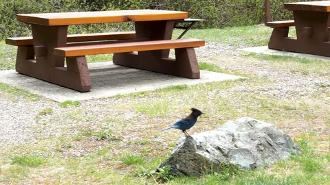 Bluebird at a picnic area Stock Footage 110716664