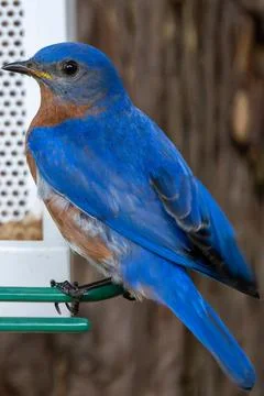 Bluebird Portrait Stock Photos