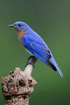 Bluebird on a stump Stock Photos