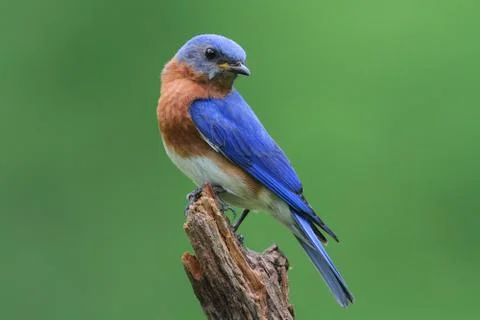 Bluebird on a stump Stock Photos