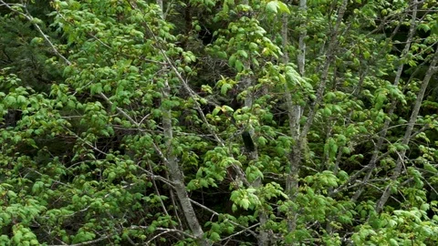 Bluebird in a tree Stock Footage 110716803