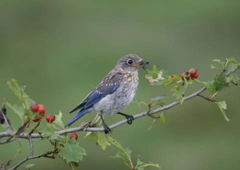 Bluebird (young) Stock Photos