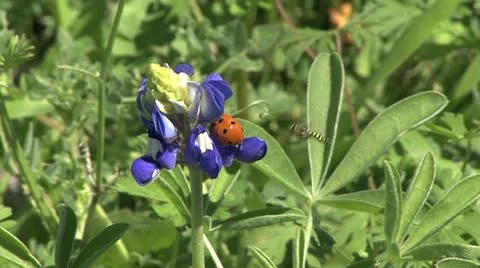 Bluebonnet Buddy Video stock 10845078