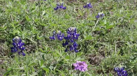 Bluebonnet Ensemble Video stock 10844697