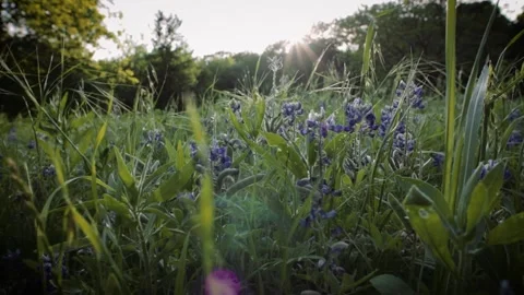 Bluebonnet field 4k Stock Footage 238967219