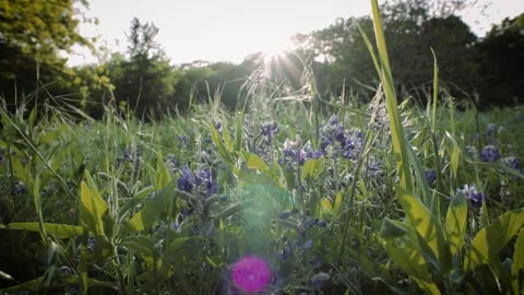 Bluebonnet field 4k Stock Footage 238967806