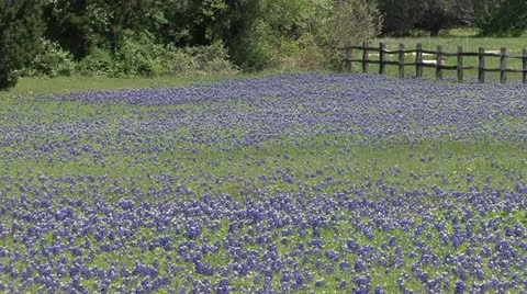Bluebonnet Field Video stock 10845143