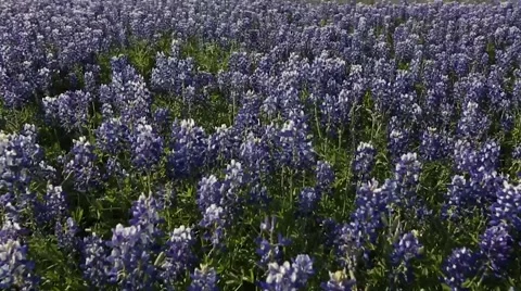 Bluebonnet Field. 스톡 동영상 49661550