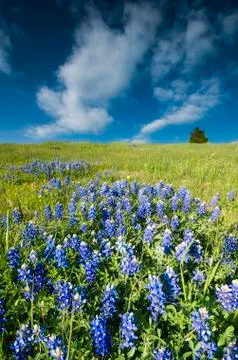 Bluebonnet Fields in Palmer, TX Stock Photos