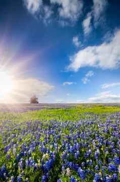Bluebonnet Fields in Palmer, TX Stock Photos