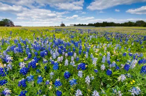 Bluebonnet Fields in Palmer, TX Stock Photos