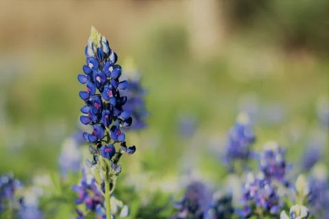 Bluebonnet fields Stock Photos