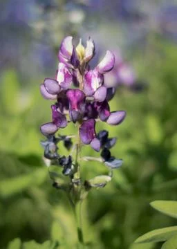 Bluebonnet fields Stock Photos