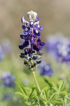 Bluebonnet fields Stock Photos
