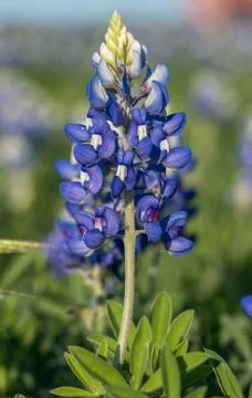 Bluebonnet fields Stock Photos