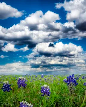 Bluebonnet Fields in Texas Stock Photos