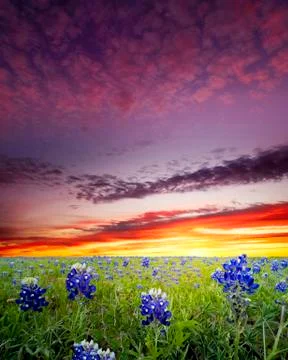 Bluebonnet Fields in Texas Stock Photos