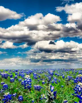 Bluebonnet Fields in Texas Foto stock
