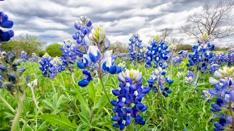 Bluebonnet Fields in Texas Stock Photos