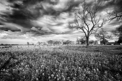 Bluebonnet Fields in Texas Stock Photos