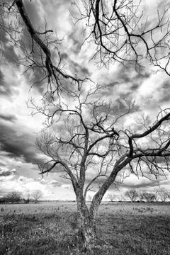 Bluebonnet Fields in Texas Stock Photos
