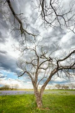 Bluebonnet Fields in Texas Stock Photos