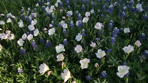 Bluebonnet flowers Stockbeeldmateriaal 73824835