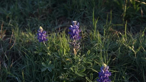 Bluebonnet flowers Stockbeeldmateriaal 73824879
