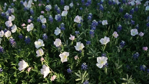 Bluebonnet flowers Stockbeeldmateriaal 73824888
