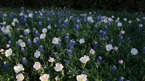 Bluebonnet flowers Stockbeeldmateriaal 73824923