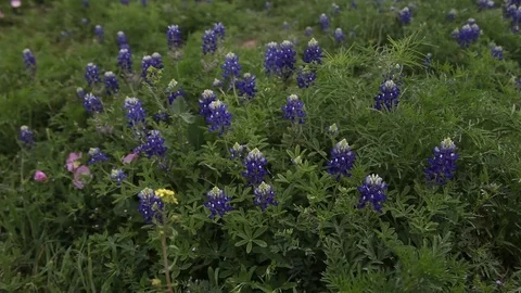 Bluebonnet flowers Stockbeeldmateriaal 73913805