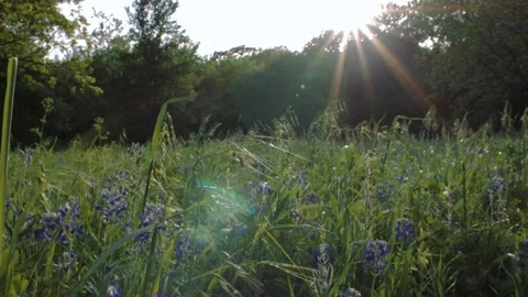 Bluebonnet Stock Footage 238966808