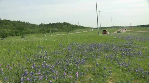 Bluebonnet Highway Video stock 6531612