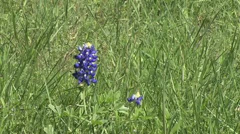 Bluebonnet Pair Video stock 10845053