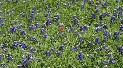 Bluebonnet Patch Video stock 10844665