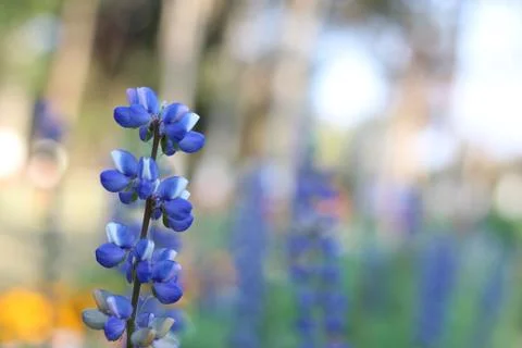 Bluebonnet Stock Photos