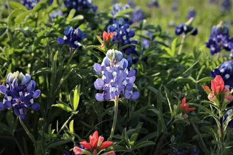 Bluebonnet Stock Photos