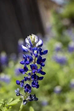 Bluebonnet Stock Photos